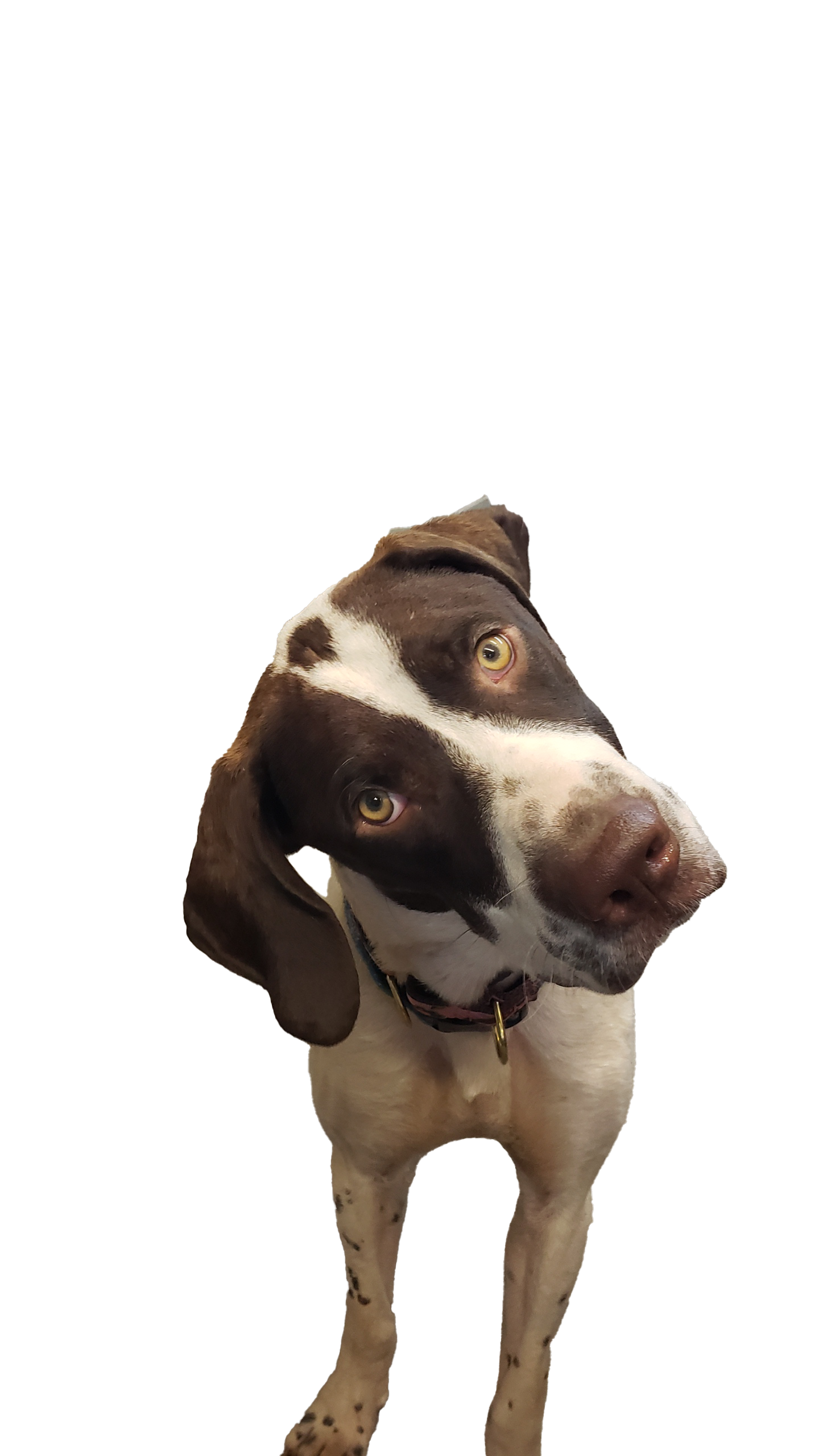 curious German Shorthair Pointer Watson